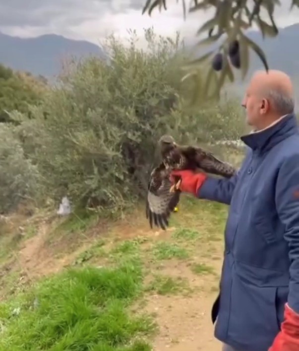 Yaralı halde bulunan Kızıl Şahin, tedavisinin ardından doğaya salındı
