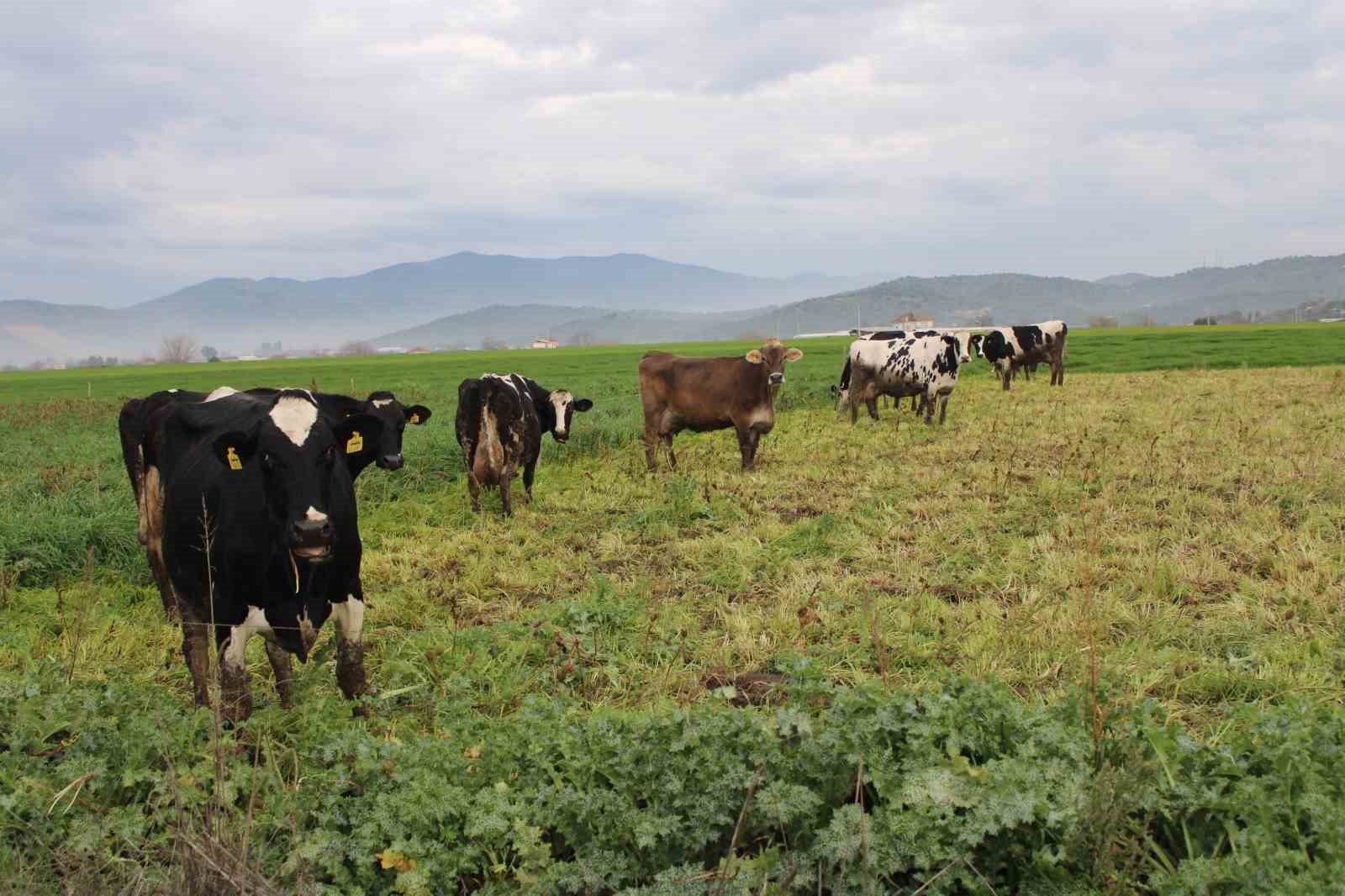 Doğuda kar, Aydın’da bahar
