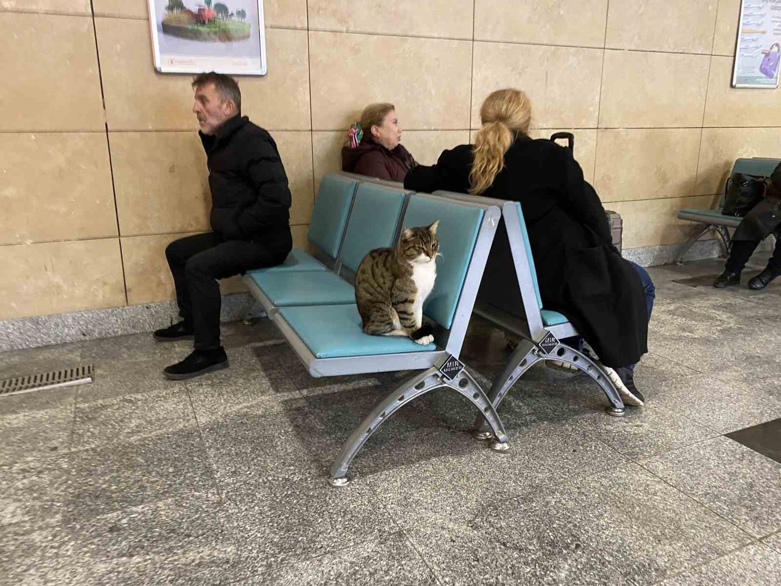 Soğuktan üşüyen hayvanlar ısınmak için tren garına sığındı
