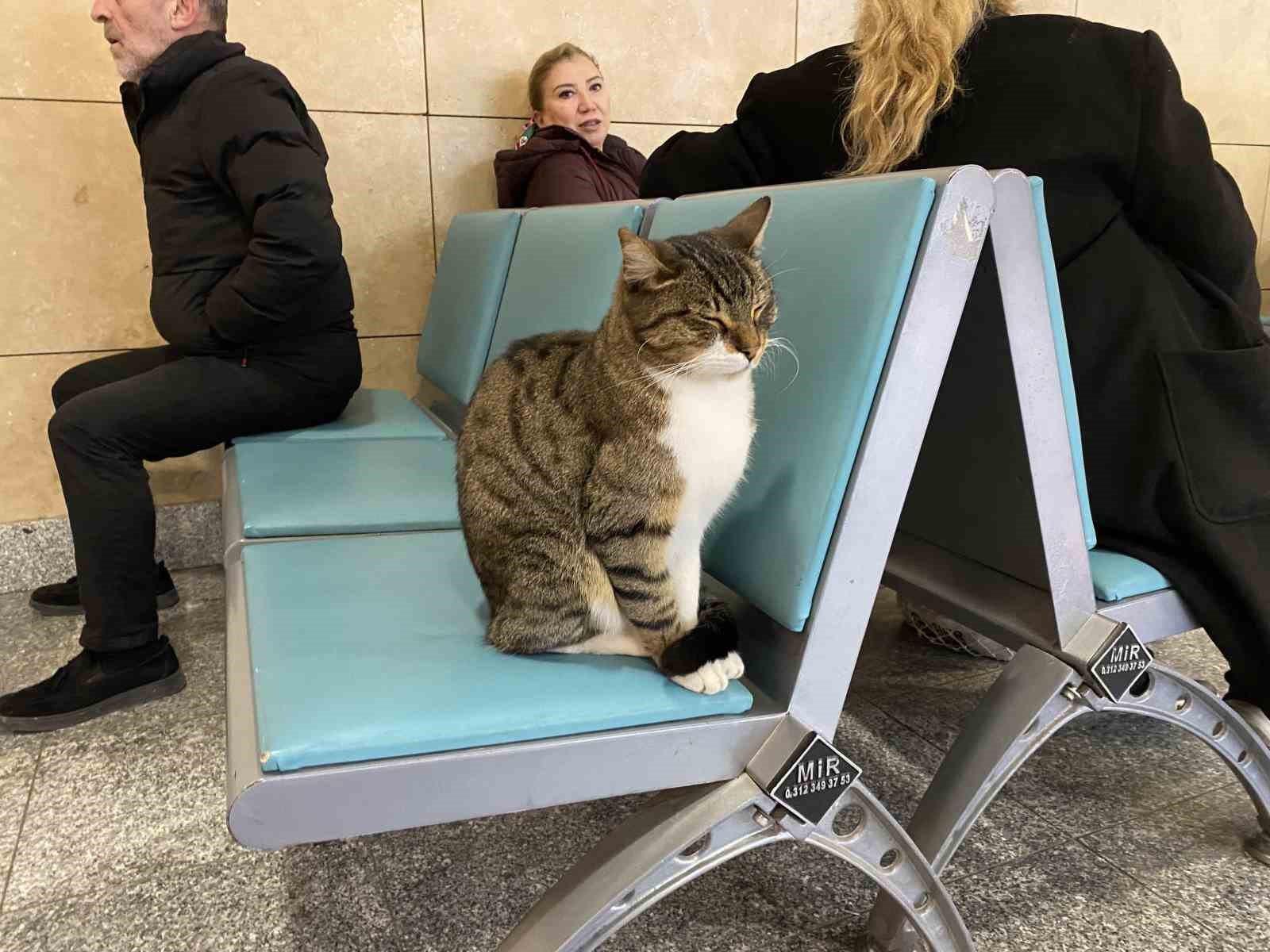 Soğuktan üşüyen hayvanlar ısınmak için tren garına sığındı
