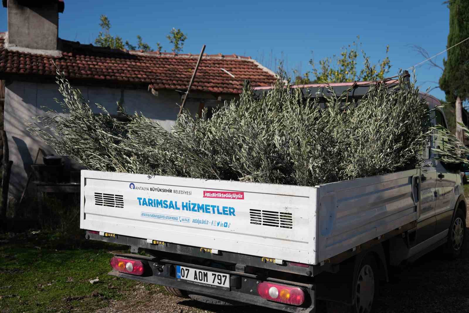 Yangında zarar gören üreticilere fidan desteği
