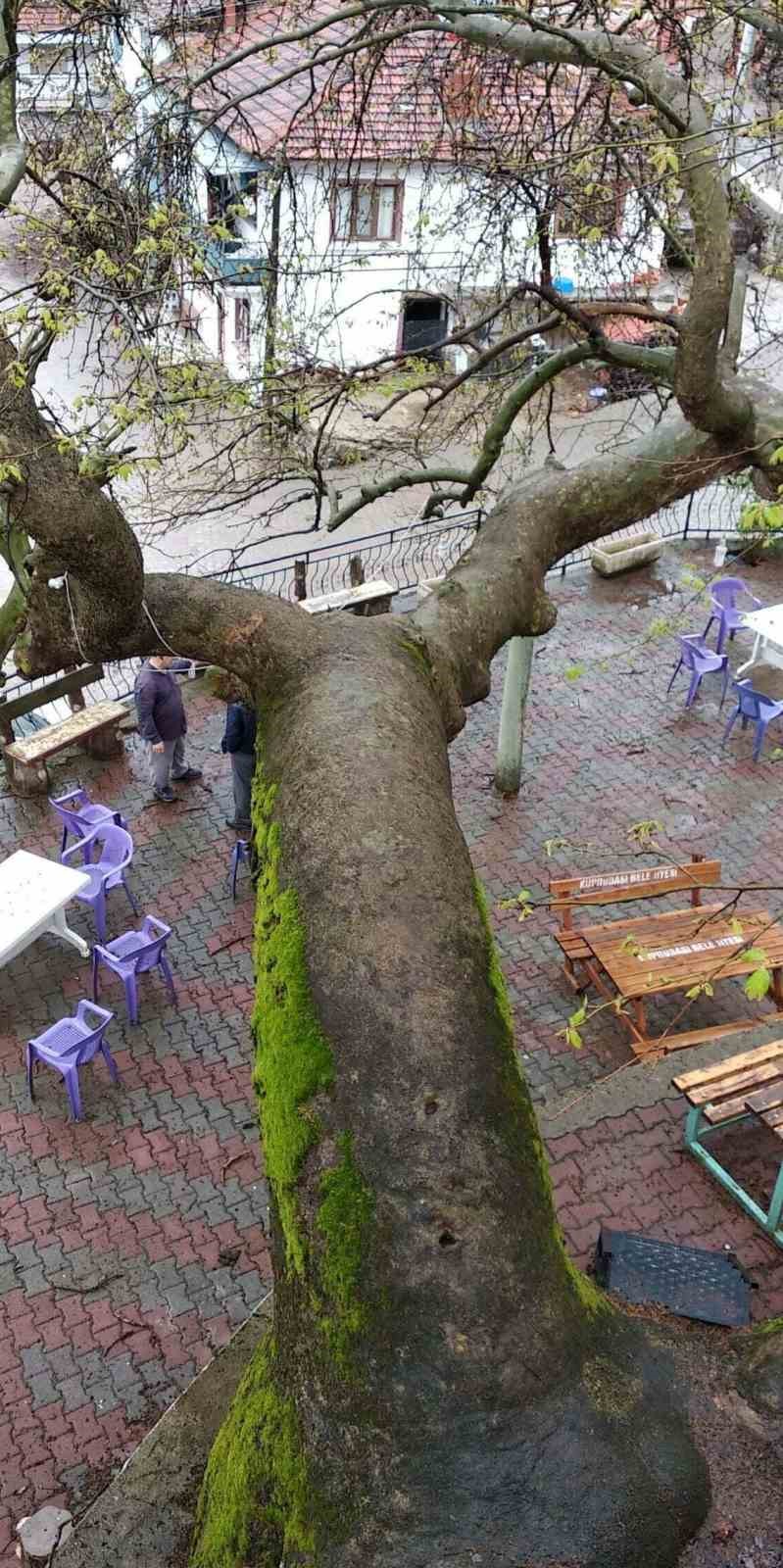 Manisa’da 2 bin yıllık çınar ağacı ziyaretçi akınına uğruyor
