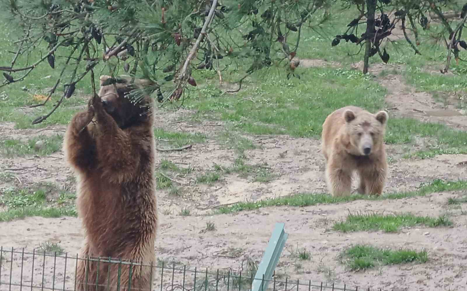 Ayı firarda...Milli parklar ve bölge sakinleri alarmda
