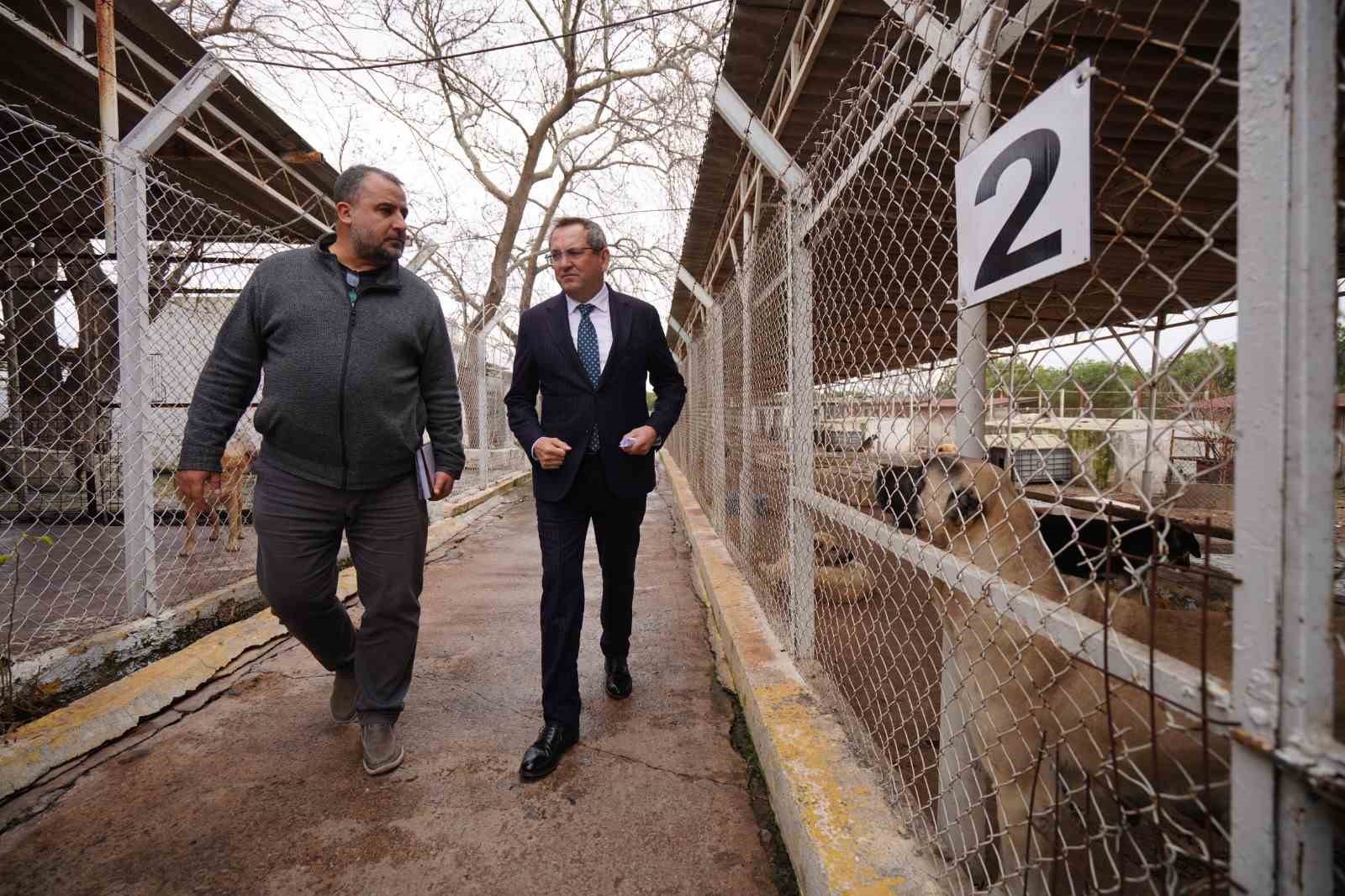 Ayvalık Belediyesi sokaktaki can dostların da yanında
