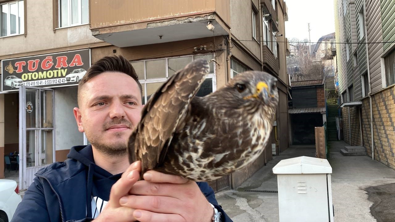 Bitkin halde bulunan kızıl şahin tedavi edildi
