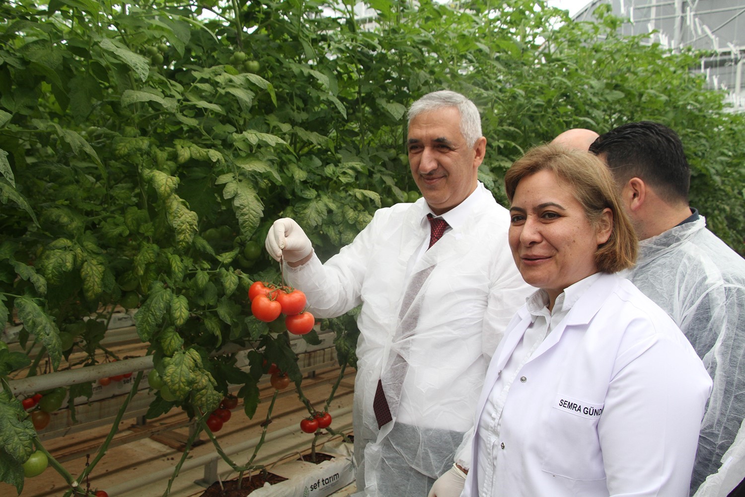 Jeotermal Sera’da yılın ilk hasadı yapıldı
