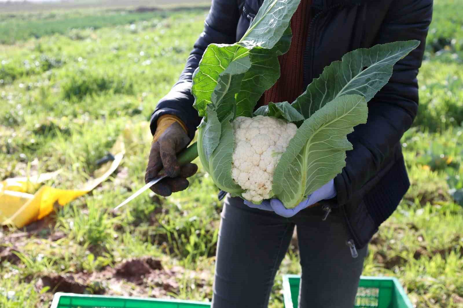 Efeler Belediyesi’nin karnabaharları hasat edildi
