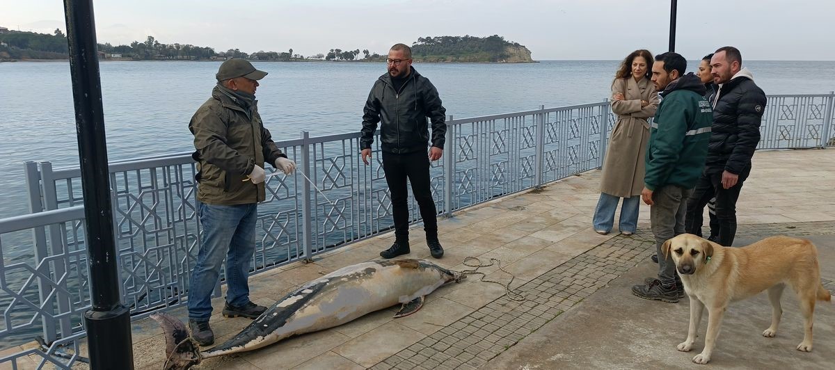 Kuşadası’nda ölü yunus balığı kayalıklara vurdu
