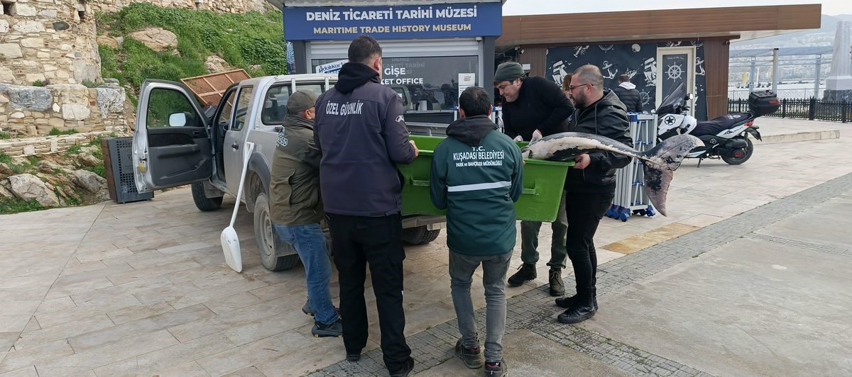 Kuşadası’nda ölü yunus balığı kayalıklara vurdu
