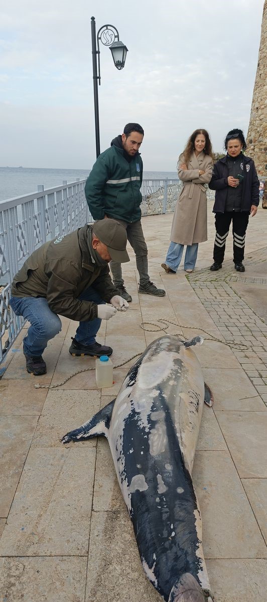 Kuşadası’nda ölü yunus balığı kayalıklara vurdu
