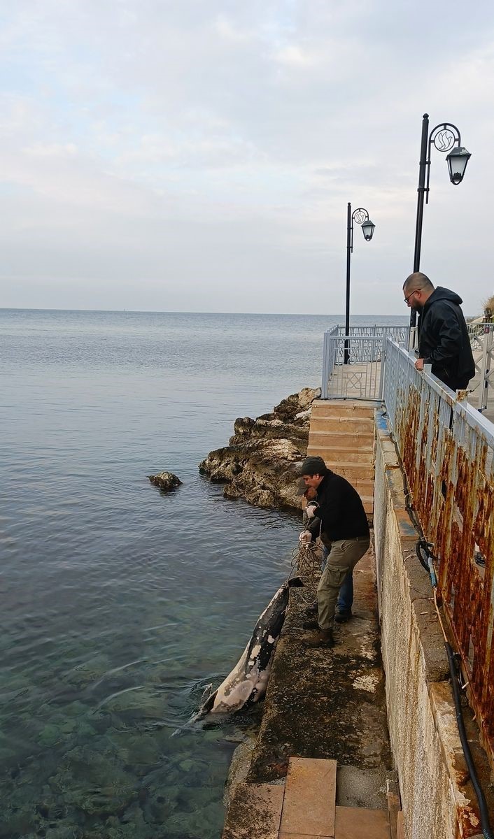 Kuşadası’nda ölü yunus balığı kayalıklara vurdu
