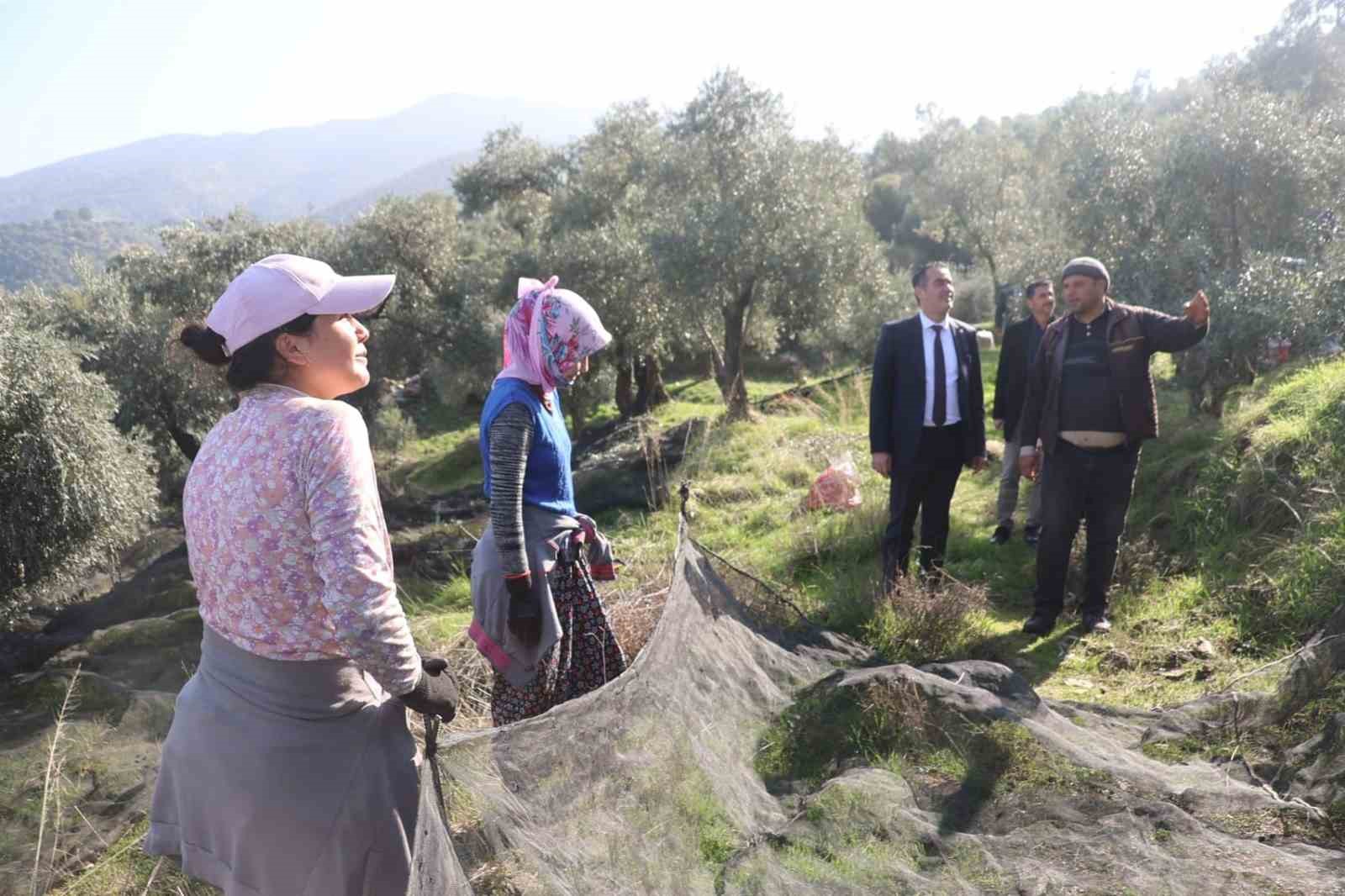 Başkan Arıcı zeytin hasadında üreticiler ve işçiler ile bir araya geldi
