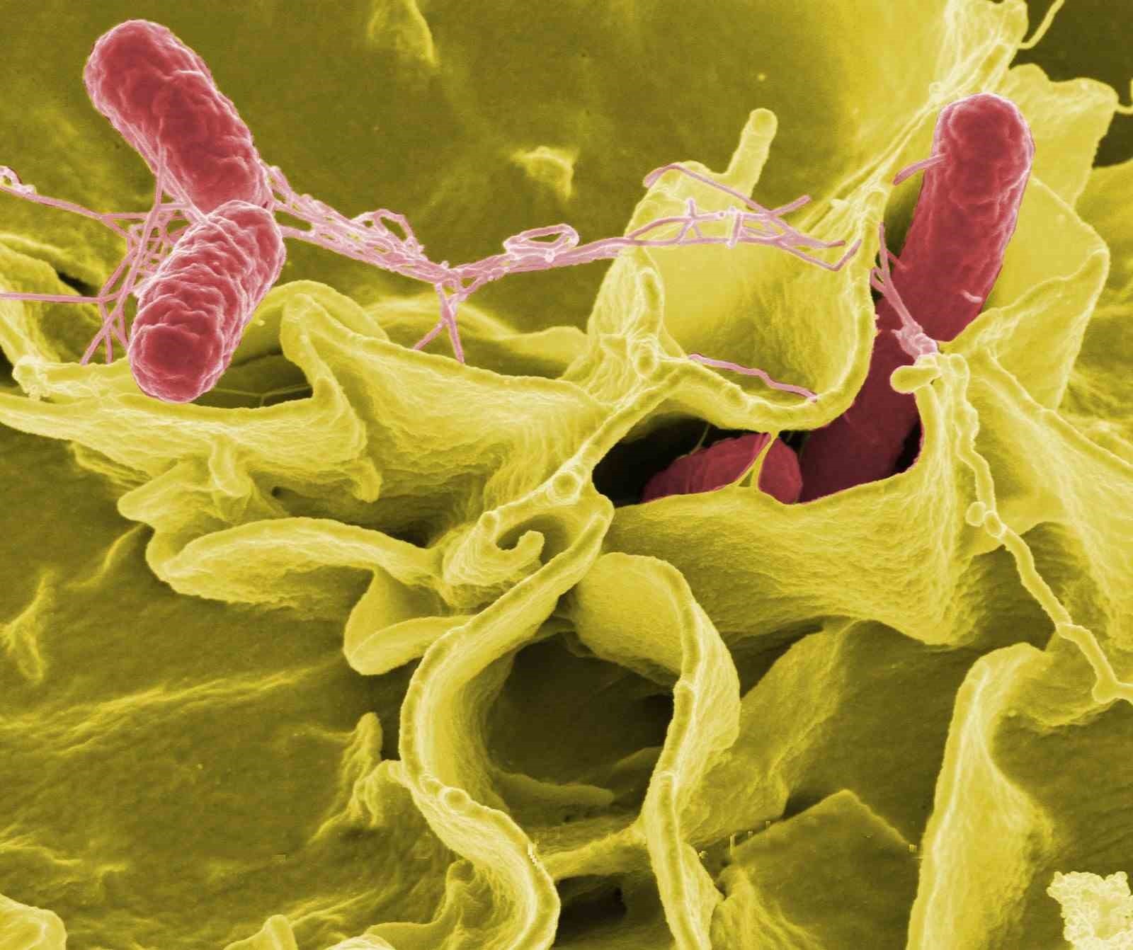 Salmonella bakterisine karşı uzmanından uyarı
