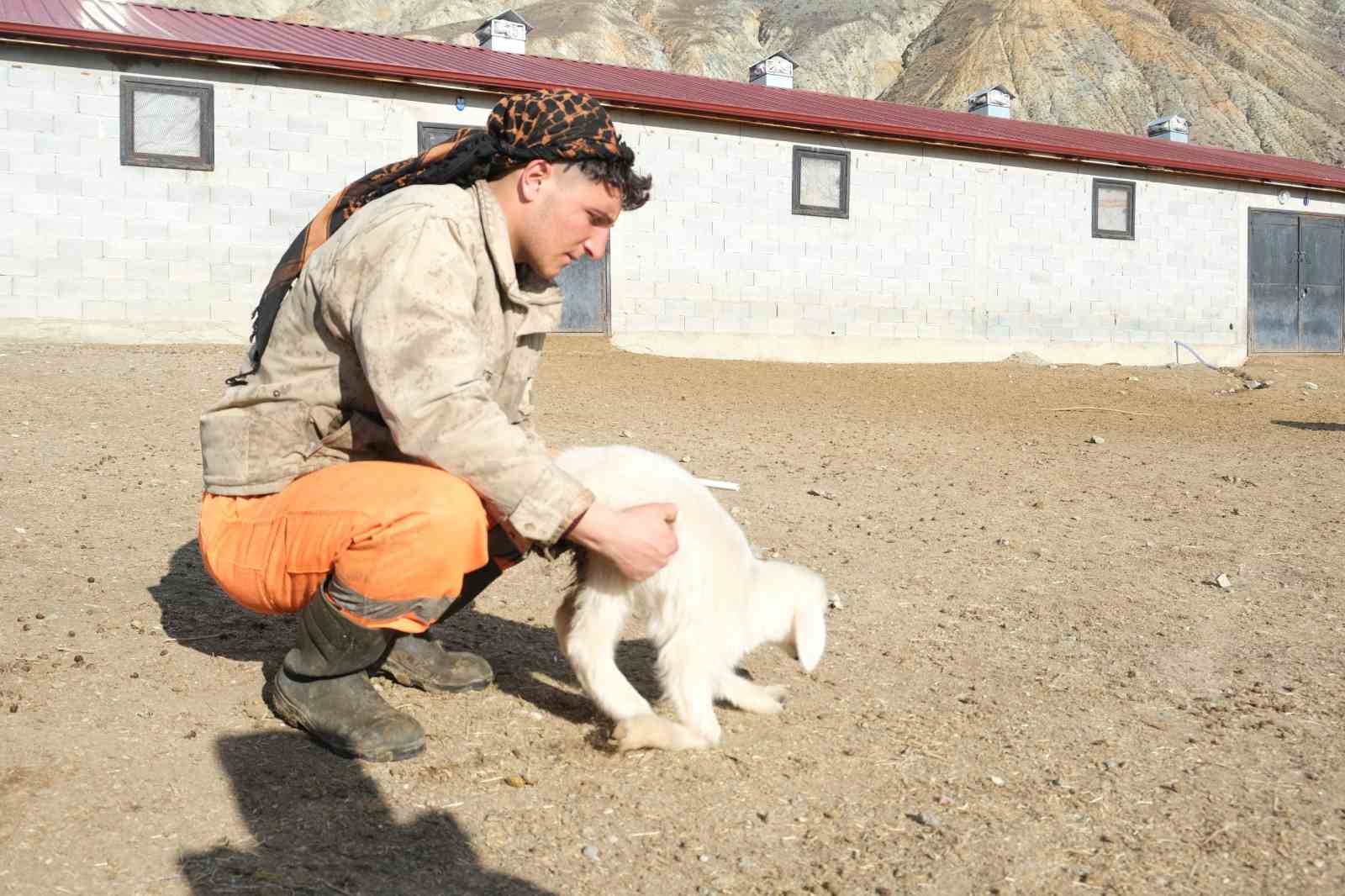 Annesinin reddettiği engelli kuzuya evde bebek gibi bakılıyor
