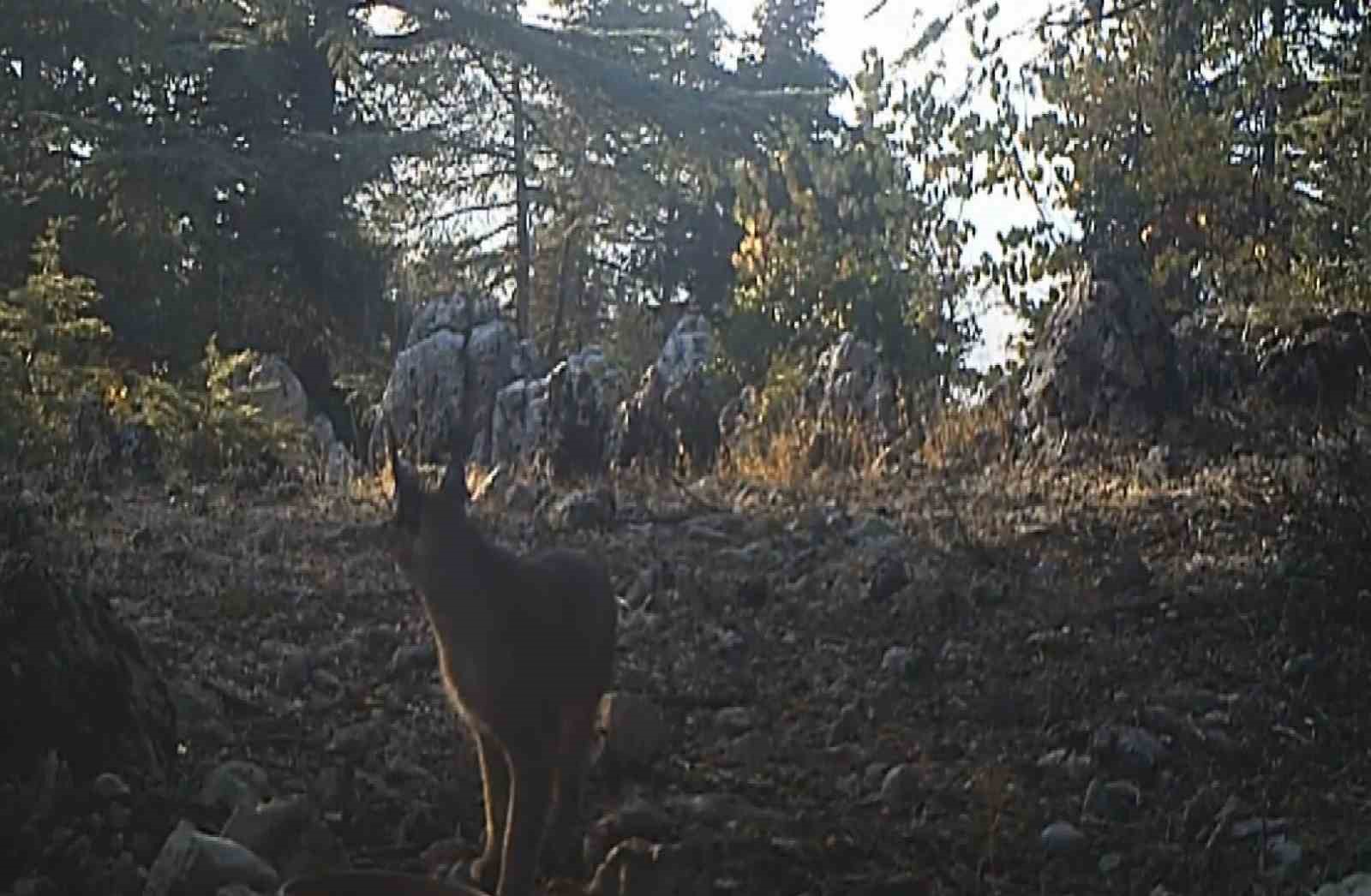 Nesli tükenme tehlikesi altındaki karakulaklar fotokapan ile görüntülendi
