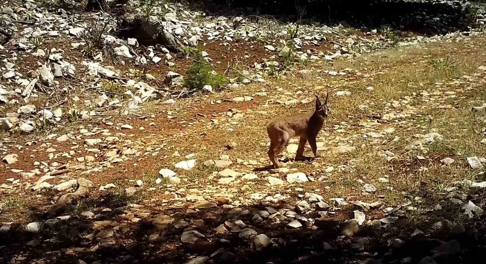 Nesli tükenme tehlikesi altındaki karakulaklar fotokapan ile görüntülendi
