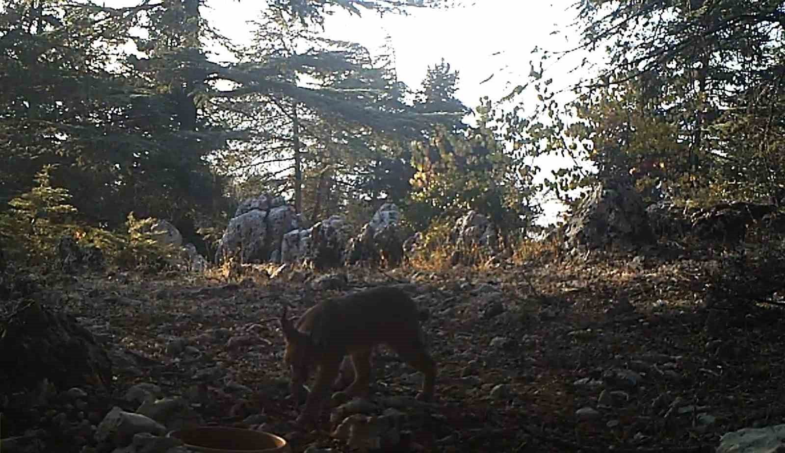 Nesli tükenme tehlikesi altındaki karakulaklar fotokapan ile görüntülendi
