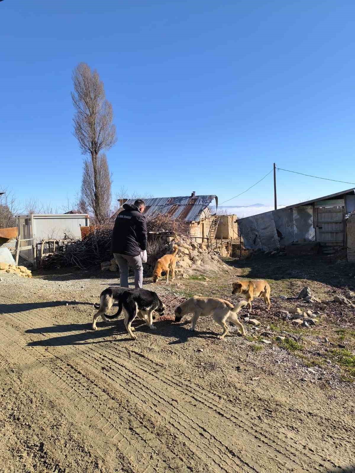 Elazığ Özel İdare ekipleri, sokak hayvanlarını unutmadı
