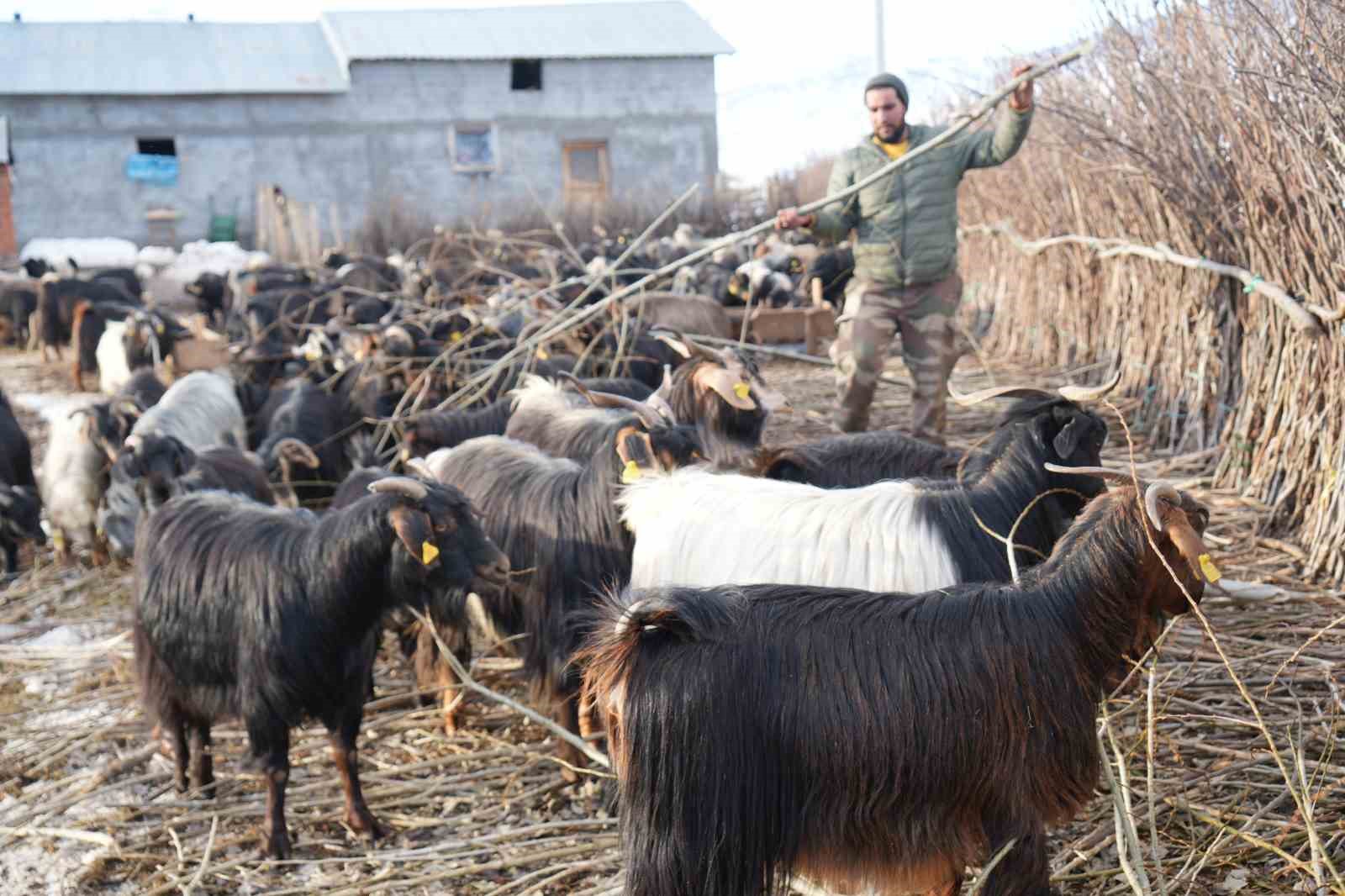 Muş’ta besicilerden alternatif yem çözümü: Söğüt dalları hayvanlara yem oluyor
