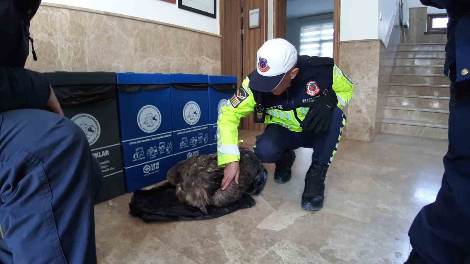 Ölmek üzere olan yaralı akbabanın yardımına jandarma yetişti
