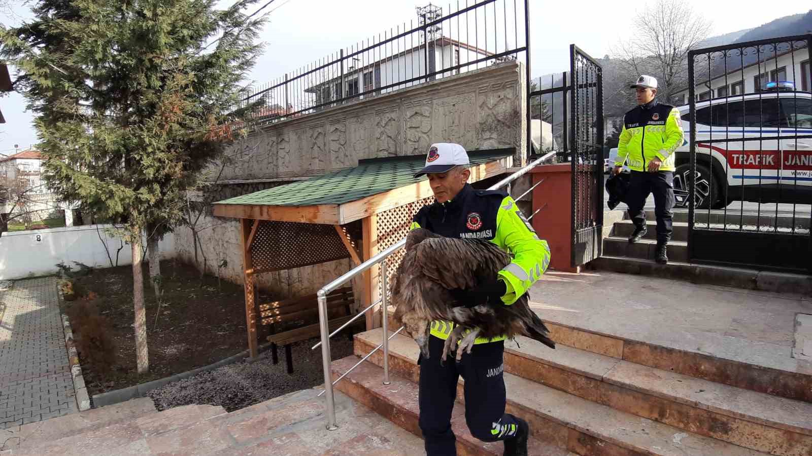 Ölmek üzere olan yaralı akbabanın yardımına jandarma yetişti
