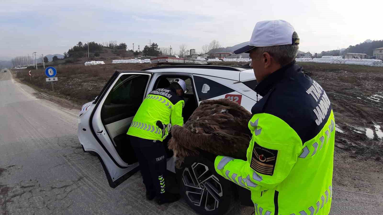 Ölmek üzere olan yaralı akbabanın yardımına jandarma yetişti
