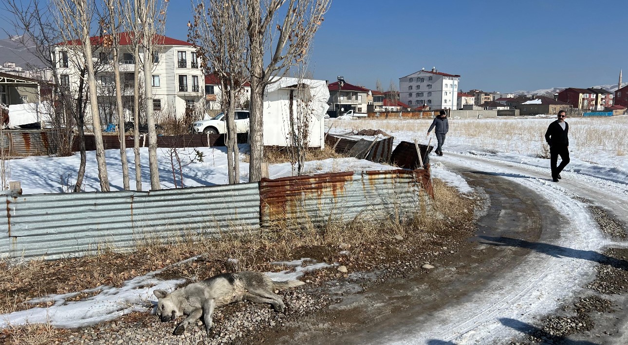 Minik Eslem’in ölümünden sonra köpekler toplanmaya başlandı
