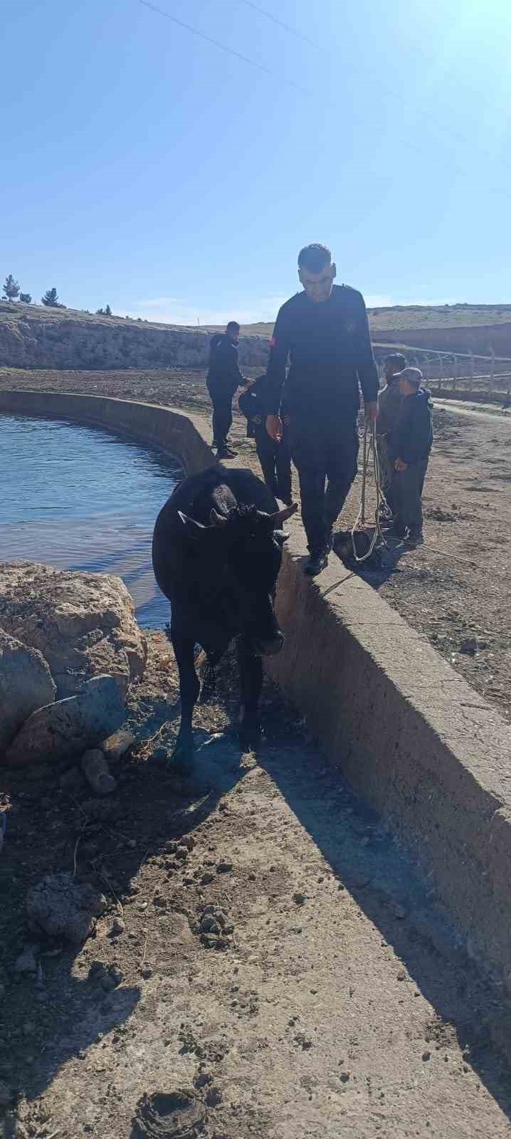 Mardin’de sulama kanalına düşen inek itfaiye ekipleri tarafından kurtarıldı
