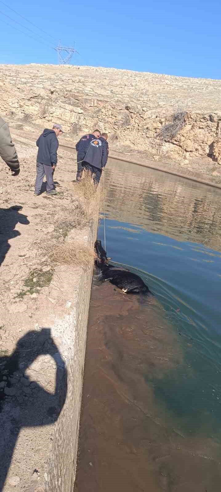 Mardin’de sulama kanalına düşen inek itfaiye ekipleri tarafından kurtarıldı
