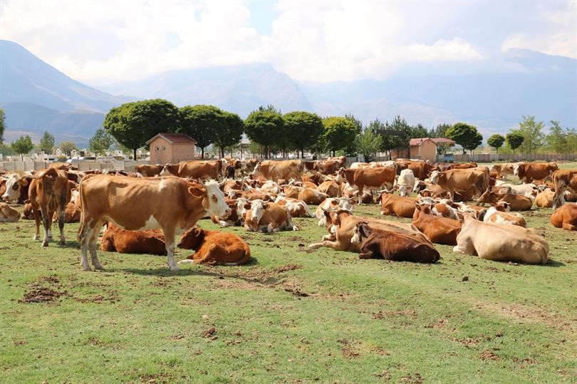 Erzincan’da 8 yılda 19 köyde 57 bin dekar mera ıslah edildi
