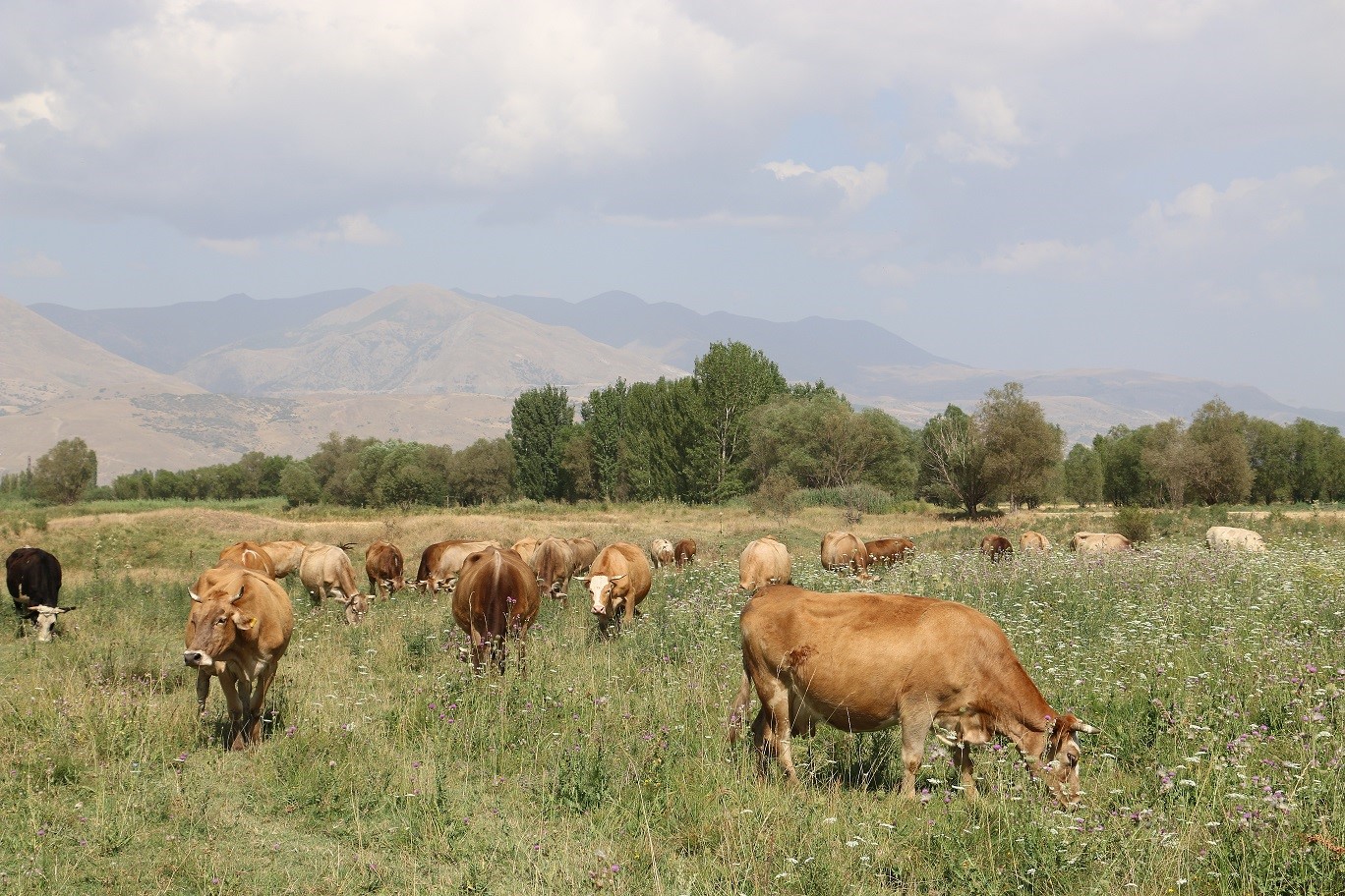 Erzincan’da 8 yılda 19 köyde 57 bin dekar mera ıslah edildi
