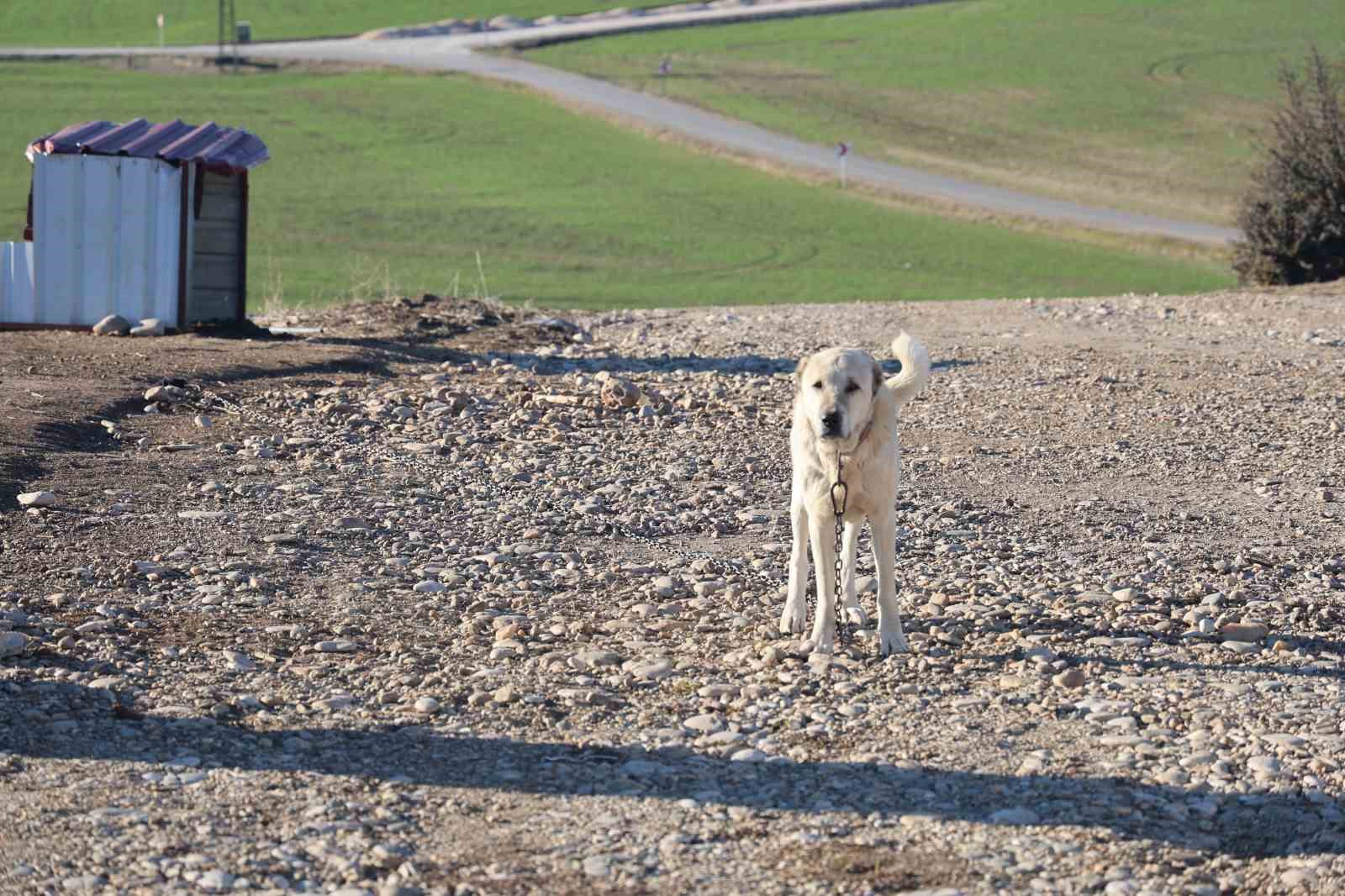 Köpeğin çocuğa saldırdığı anlar güvenlik kamerasına yansıdı
