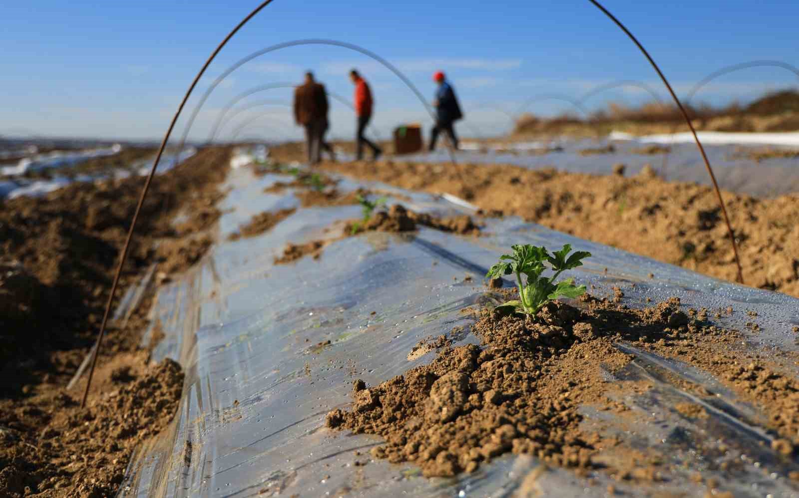 Adana’da karpuz fideleri toprakla buluştu
