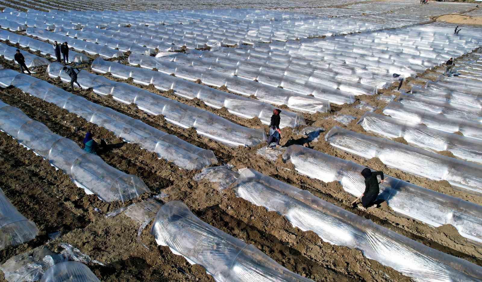 Adana’da karpuz fideleri toprakla buluştu
