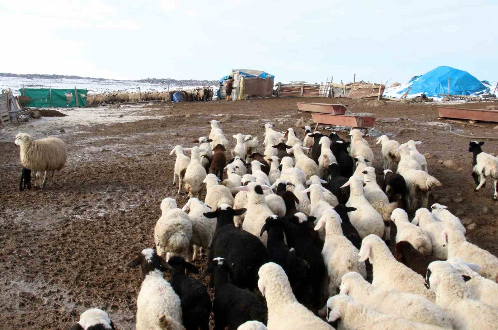 Askıya çıkarılan kuzu ve oğlak destekleme icmalleri 24 Ocak tarihine kadar askıda kalacak
