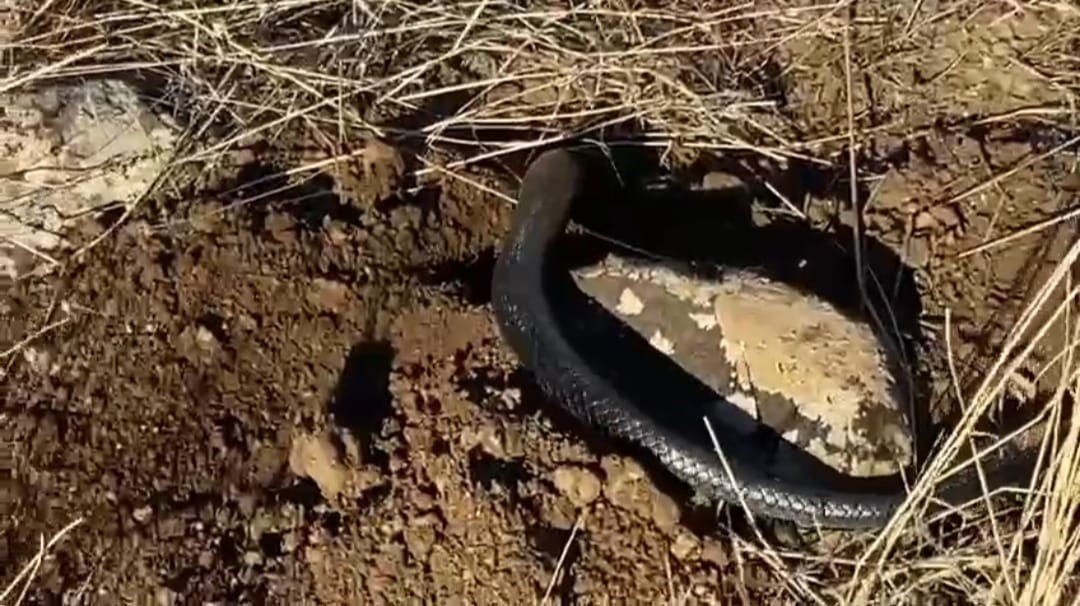 Tunceli’de kış uykusunda olması gereken yılan güneşlenirken görüntülendi
