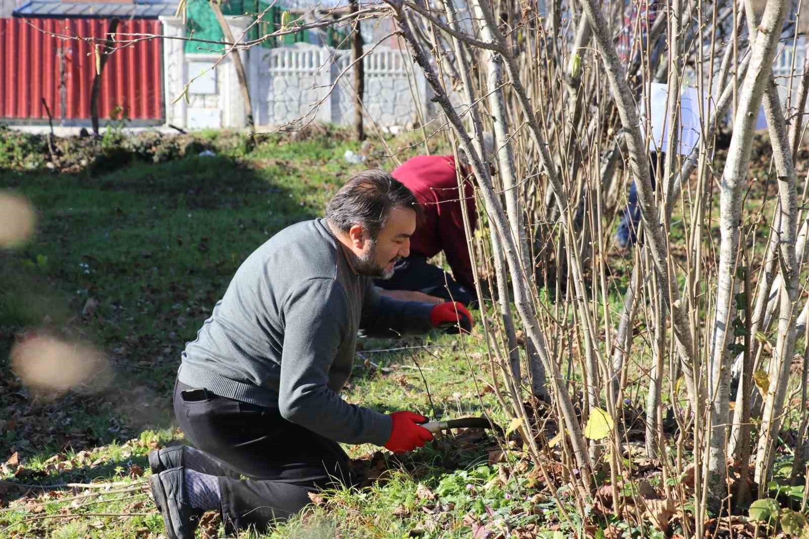 Samsun’da fındık budama yarışması
