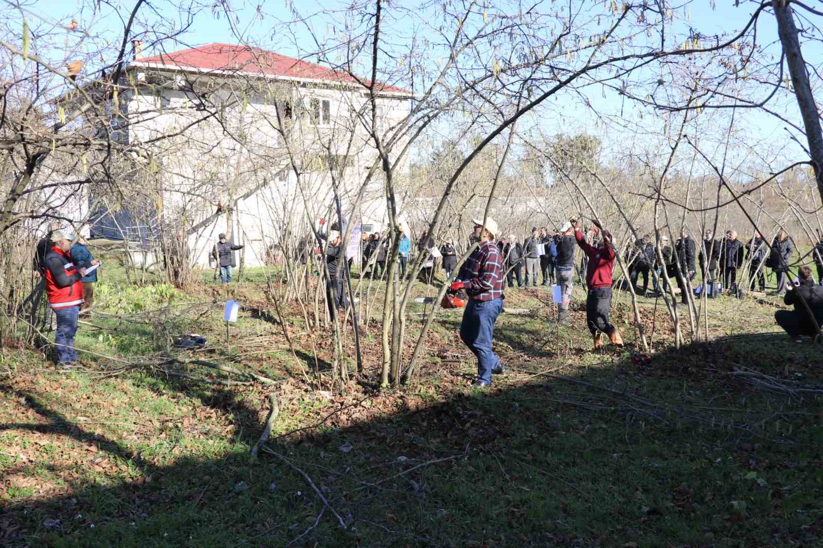 Samsun’da fındık budama yarışması
