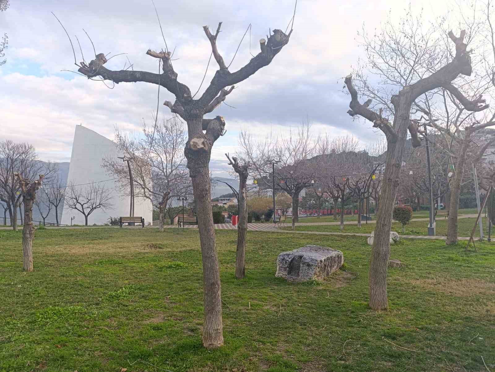 Park ve yeşil alanlarda budama çalışmaları sürüyor
