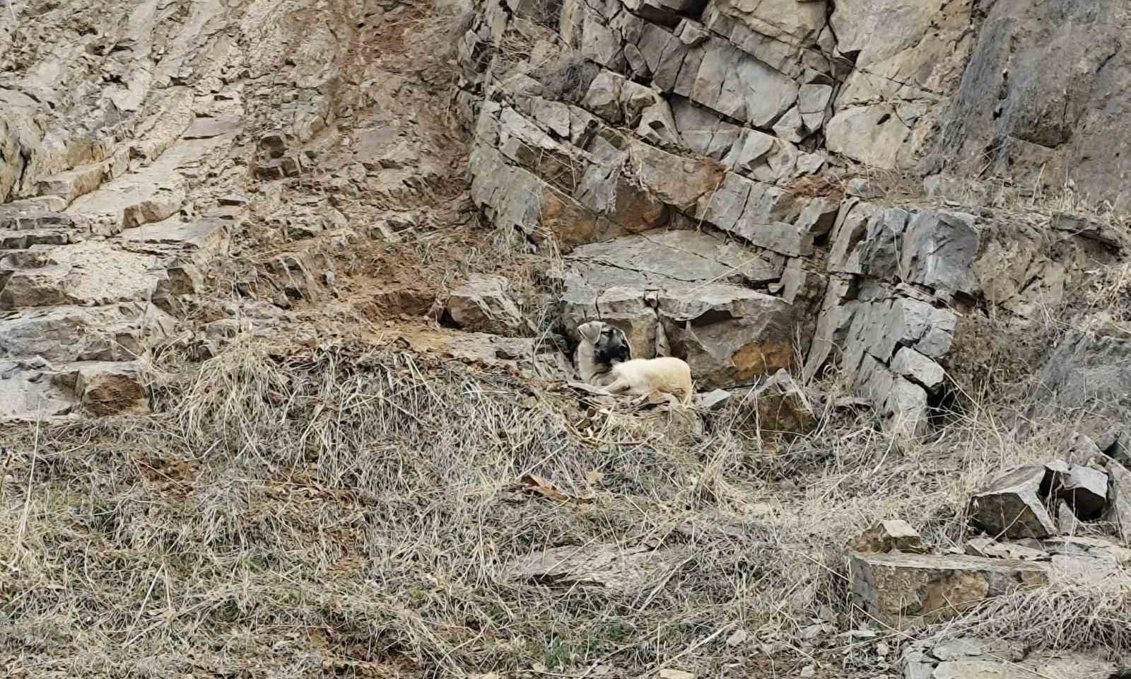 İtfaiye ekipleri kayalıklarda mahsur kalan köpek için seferber oldu
