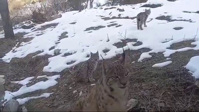 Vaşakların koruma altına alınmasını istediler
