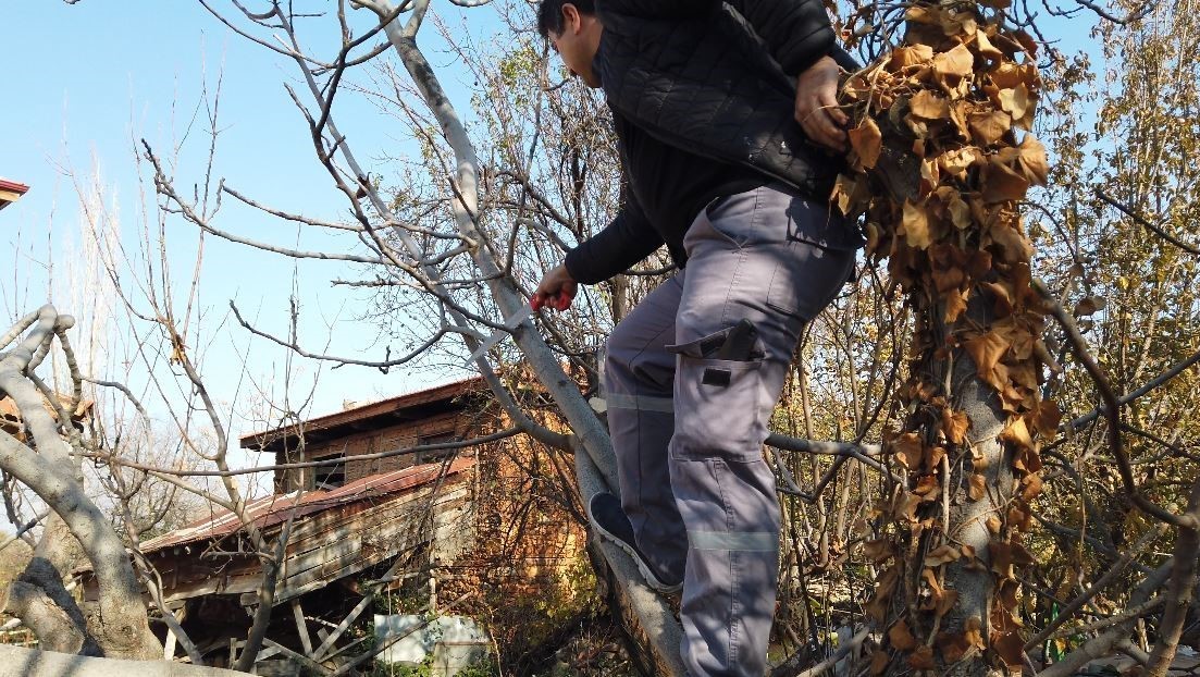 Emekli olduktan dağ taş gezip yabani meyve ağaçlarını aşılıyor
