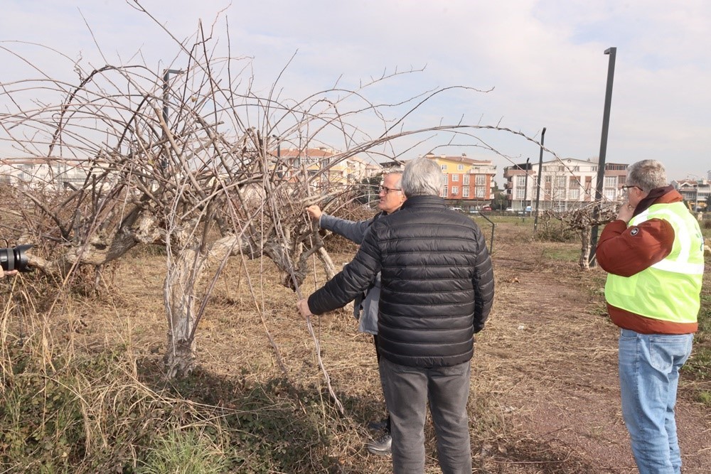 Yalova’da tarihi anıt ağaçlar uzmanlar tarafından incelendi
