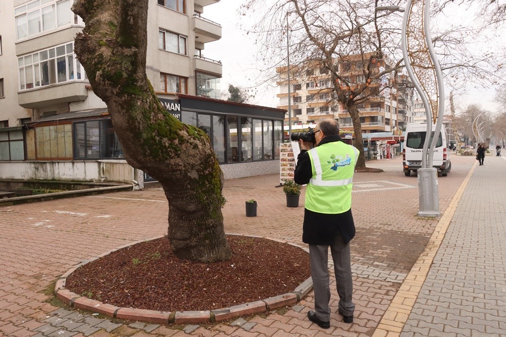 Yalova’da tarihi anıt ağaçlar uzmanlar tarafından incelendi
