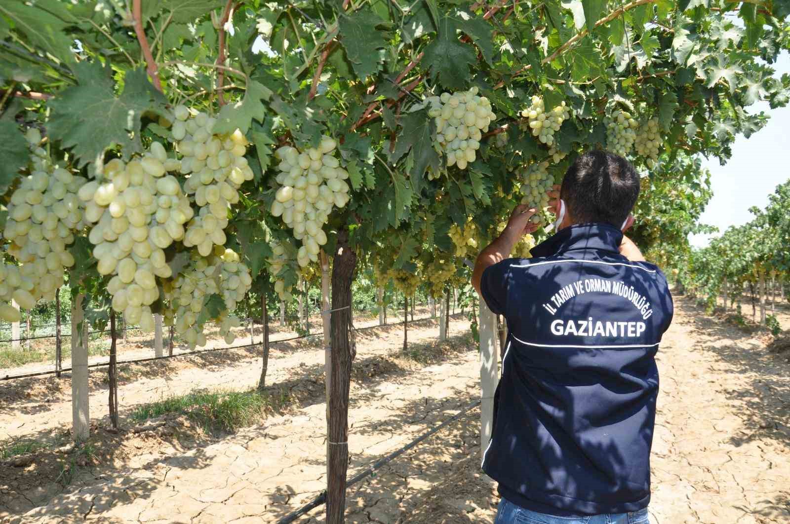 Gaziantep’te üzüm üretiminde 5’inci sırada
