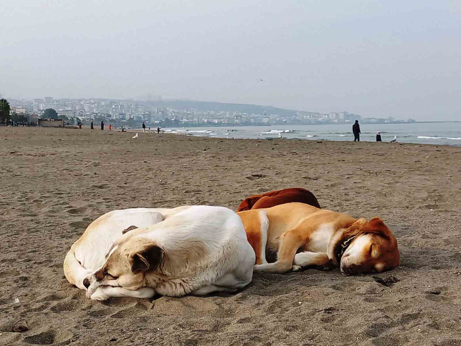 Samsun’da 6 bin 302 kedi ve köpeğe çip takıldı
