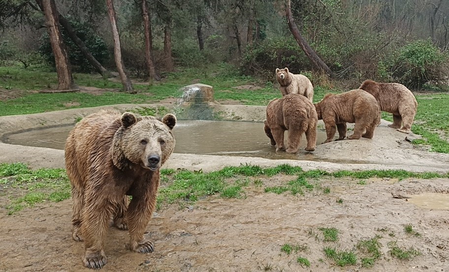 Kaçak ayı 9 gün sonra yakalandı
